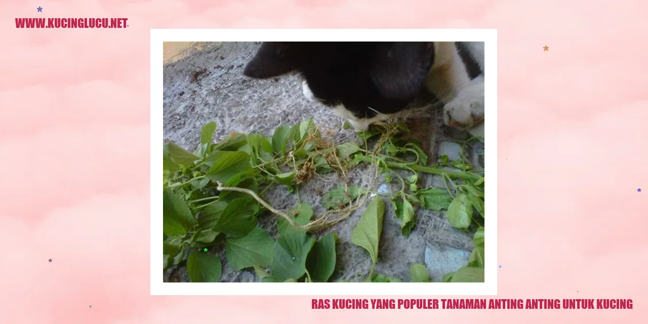 Tanaman Anting Anting untuk Kucing