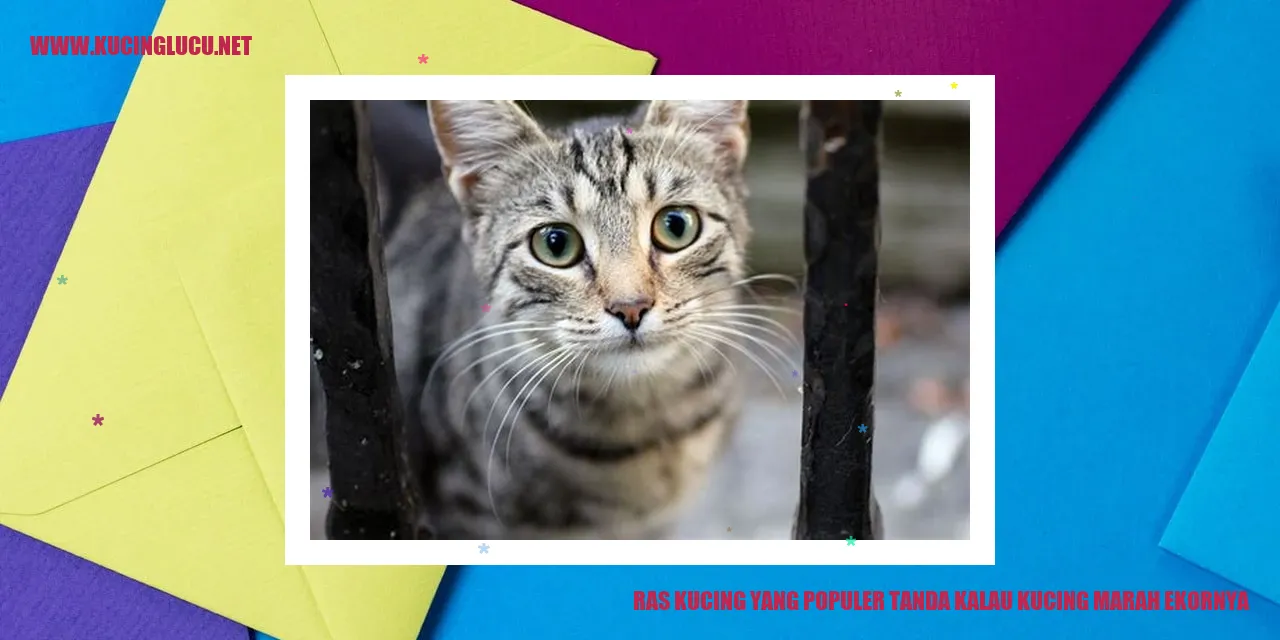 Ras Kucing yang Populer tanda kalau kucing marah ekornya