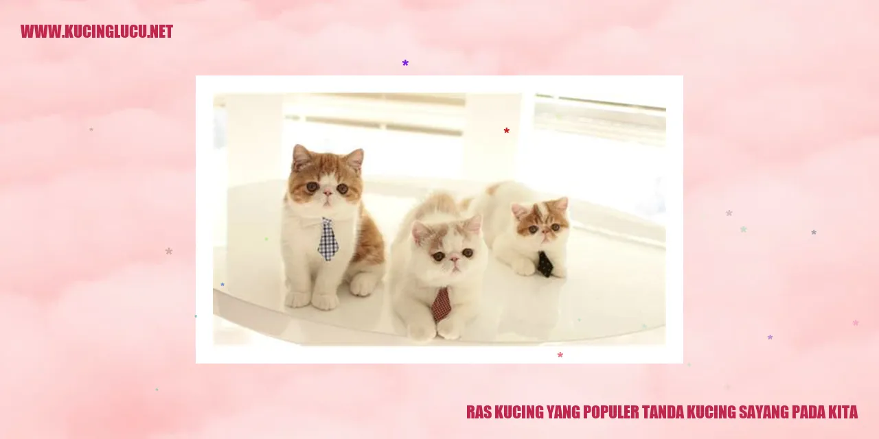 Ras Kucing yang Populer tanda kucing sayang pada kita
