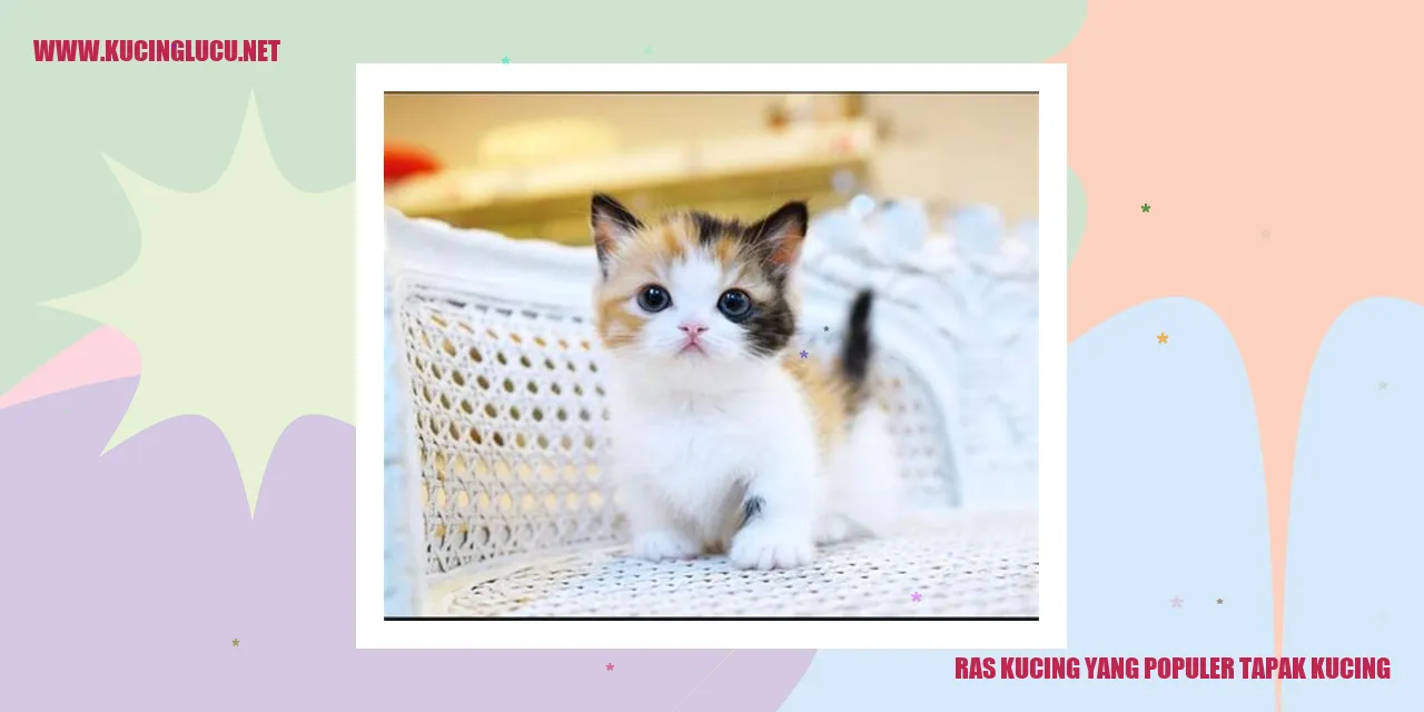 Ras Kucing yang Populer tapak kucing