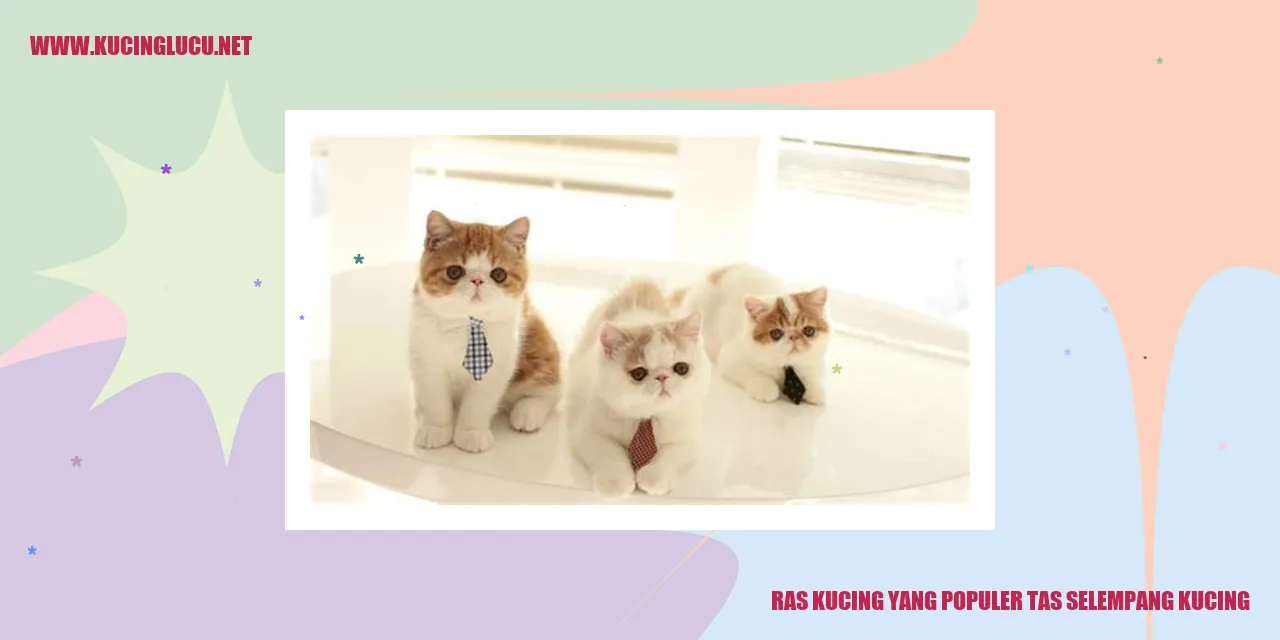 Gambar Kucing dengan Tas Bahu