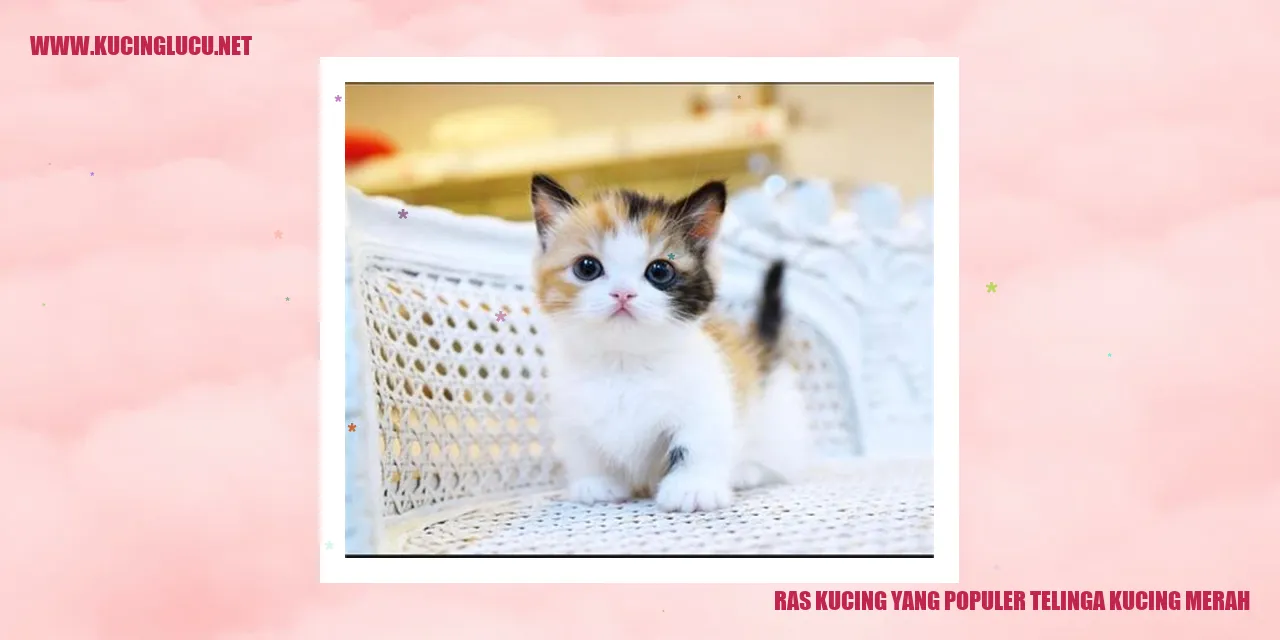 Kucing Bertelinga Merah