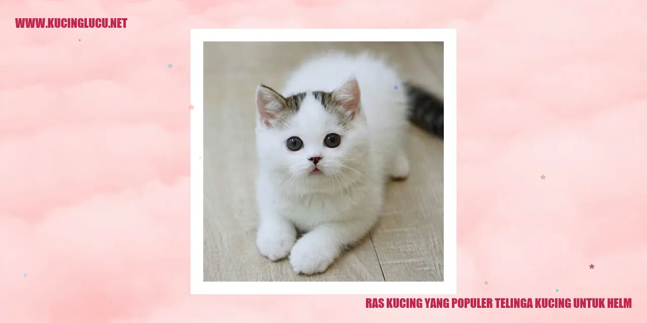 Gambar Ras Kucing dengan Telinga yang Memanjang