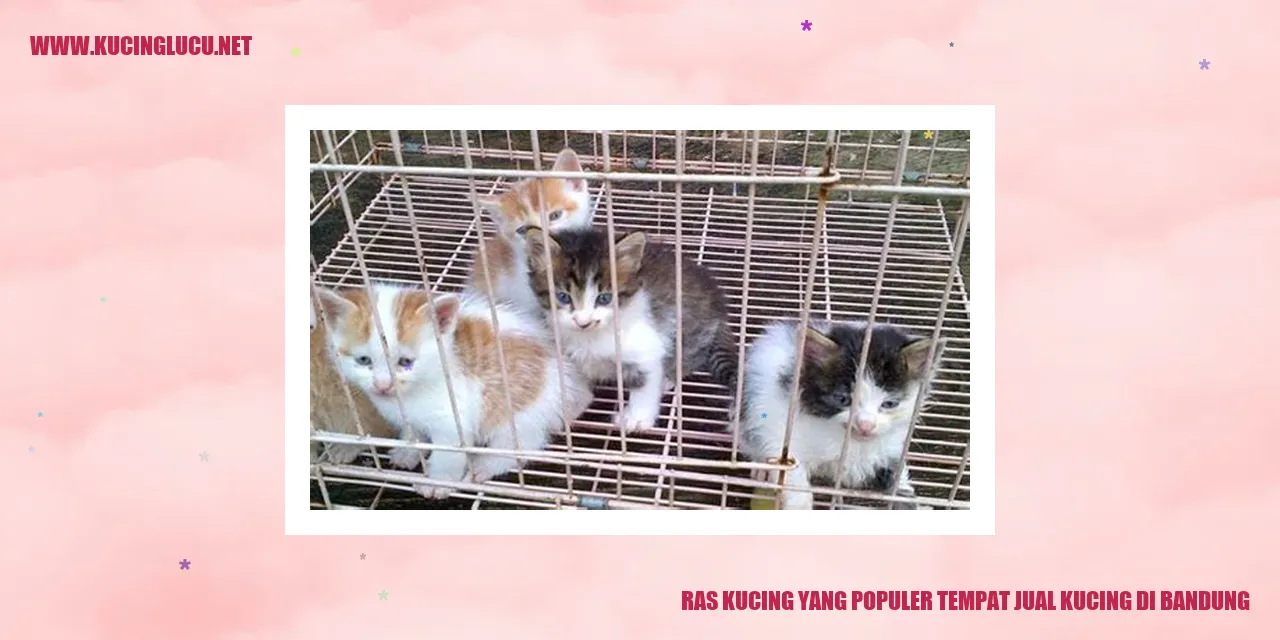 Ras Kucing yang Populer di Tempat Jual Kucing di Bandung
