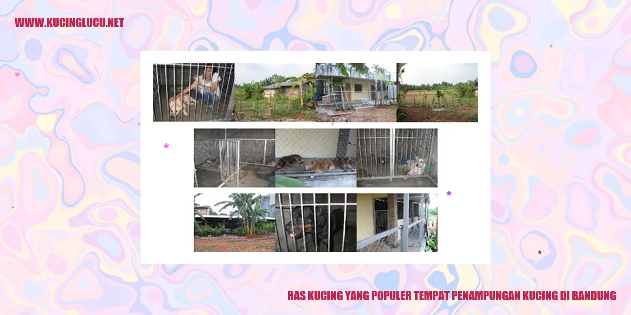 Ras Kucing yang Populer tempat penampungan kucing di bandung