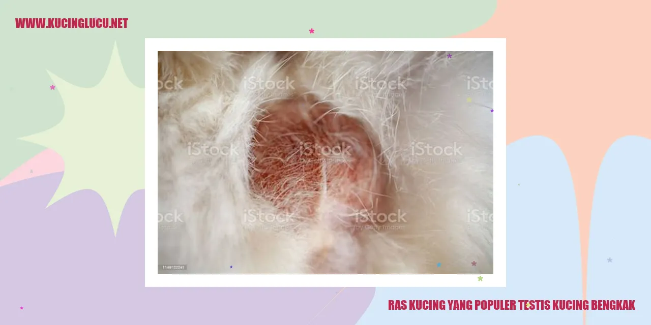 Ras Kucing yang Populer testis kucing bengkak