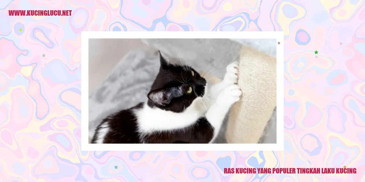 Ras Kucing yang Populer tingkah laku kucing