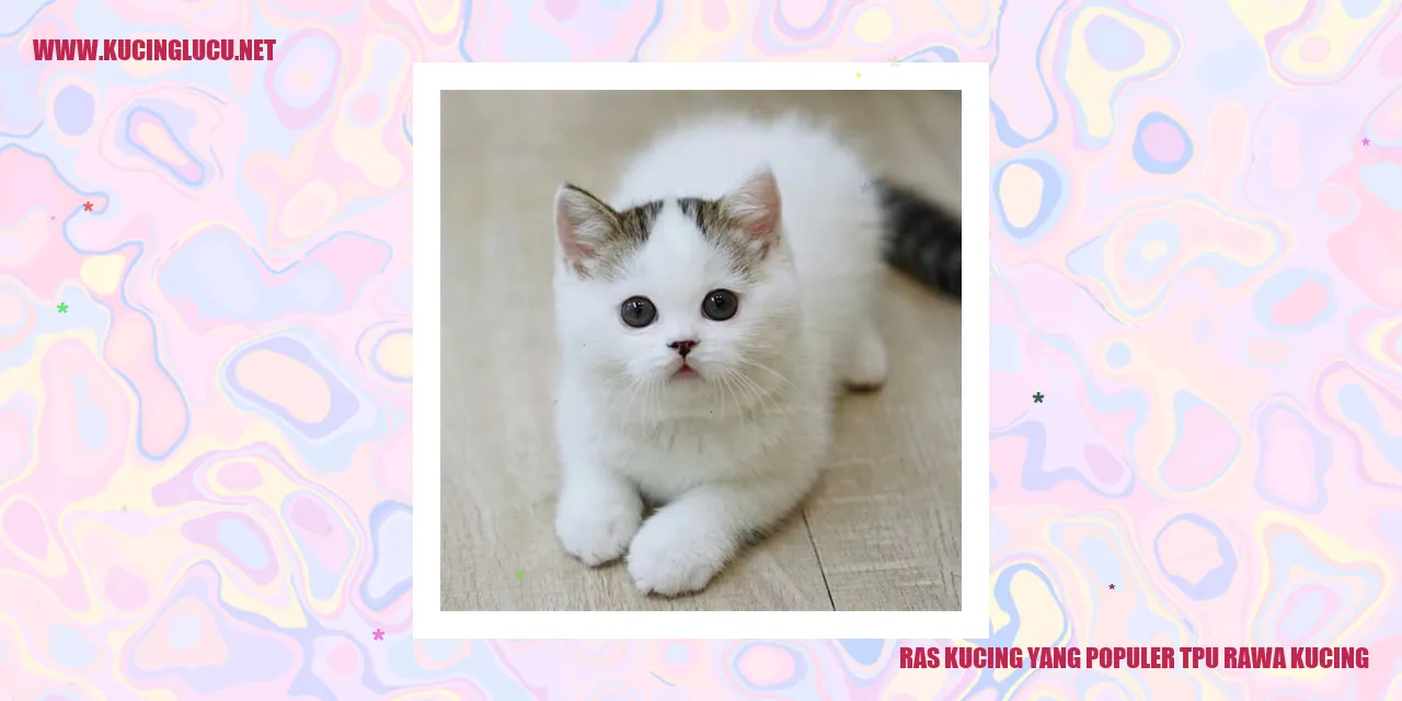 TPU Rawa Kucing, Ras Kucing yang Populer