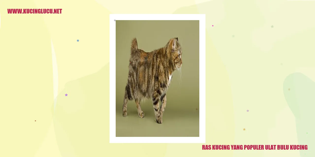Kucing dengan Bulu Serupa Ulat