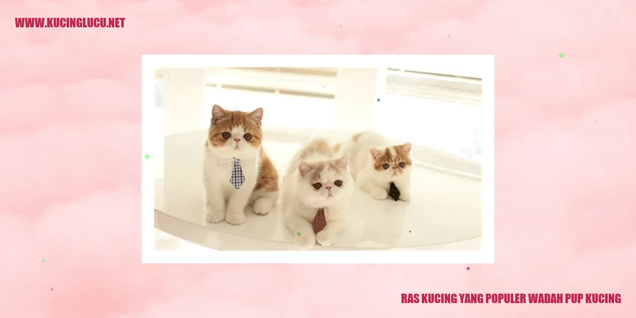 Ras Kucing yang Terkenal sebagai Sarana Untuk Mengasuh Anak Kucing