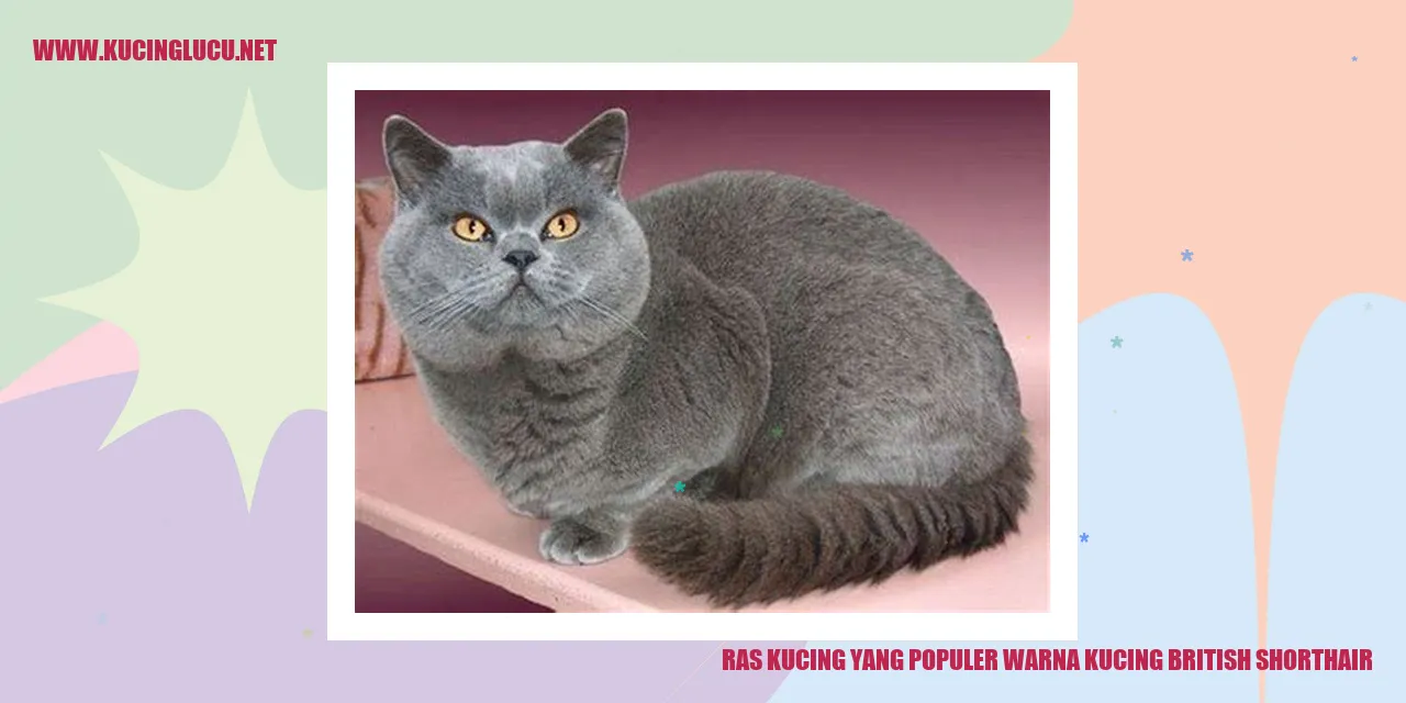 Kucing British Shorthair