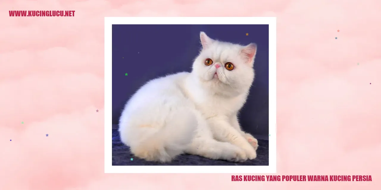 Gambar Kucing Persia