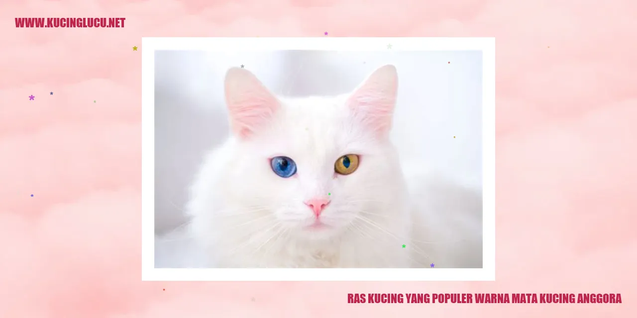 kucing anggora