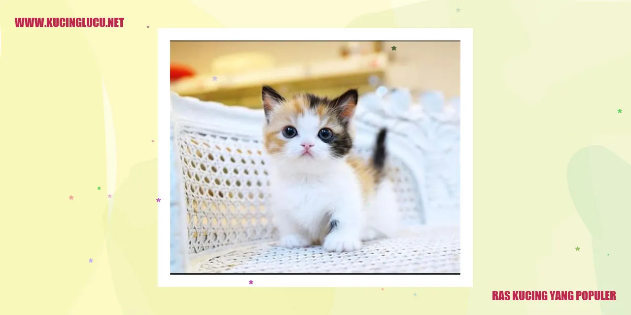 Ras Kucing yang Populer