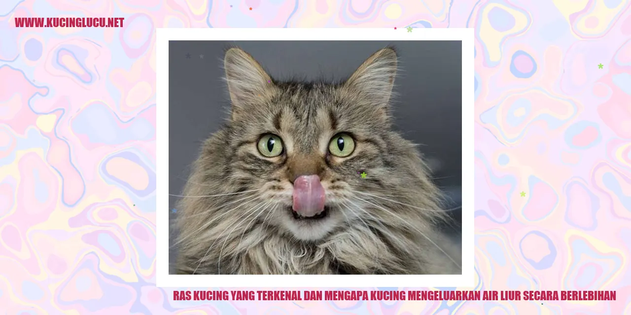 kucing ngeces