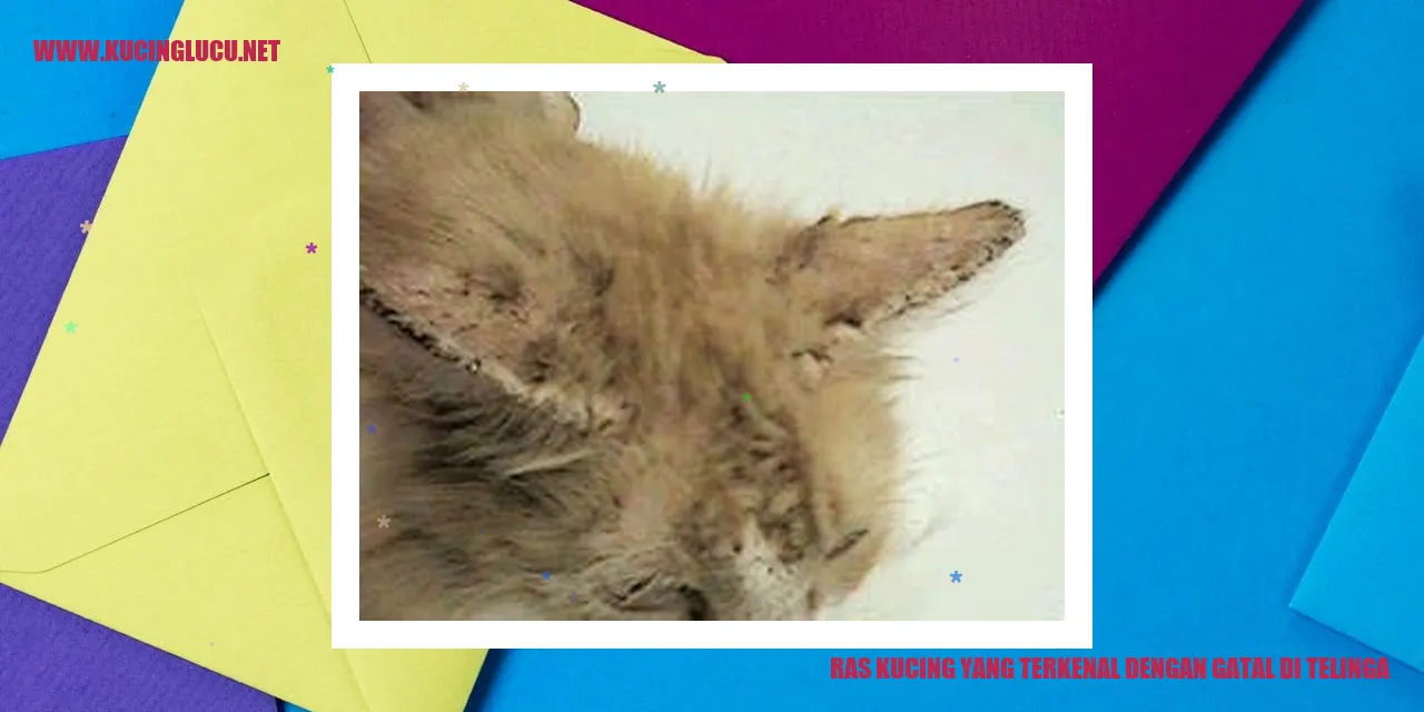 Ras Kucing yang Terkenal dengan Gatal di Telinga
