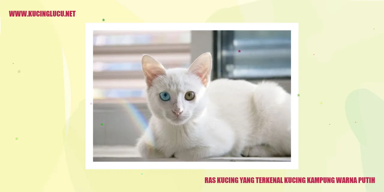 gambar kucing kampung warna putih