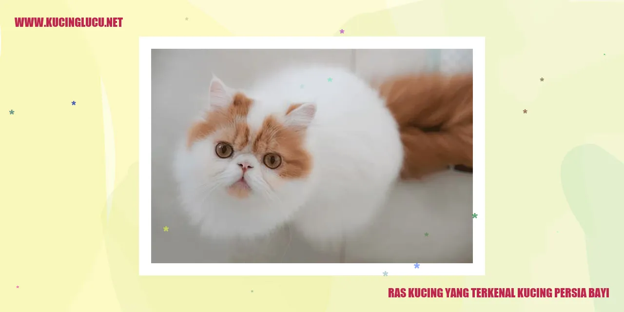 Kucing Persia Bayi