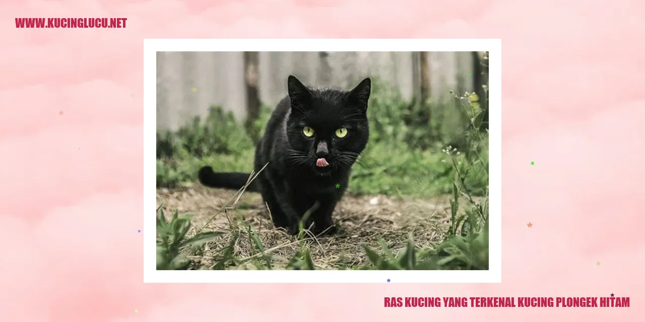 Foto Kucing Plongek Hitam