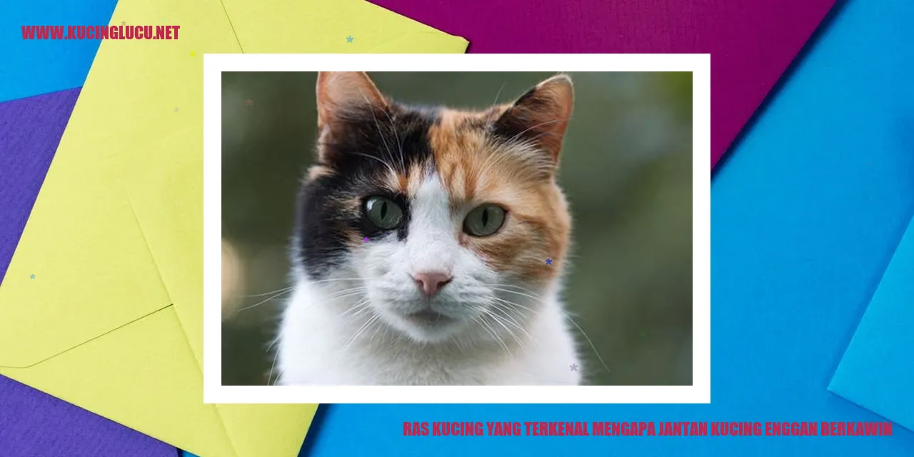 Ras Kucing yang Terkenal Mengapa Jantan Kucing Enggan Berkawin