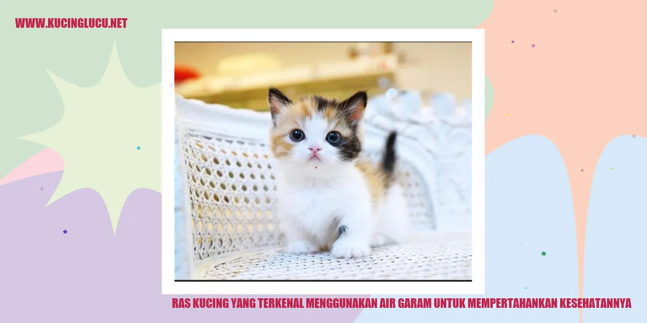Ras Kucing yang Terkenal Menggunakan Air Garam untuk Mempertahankan Kesehatannya