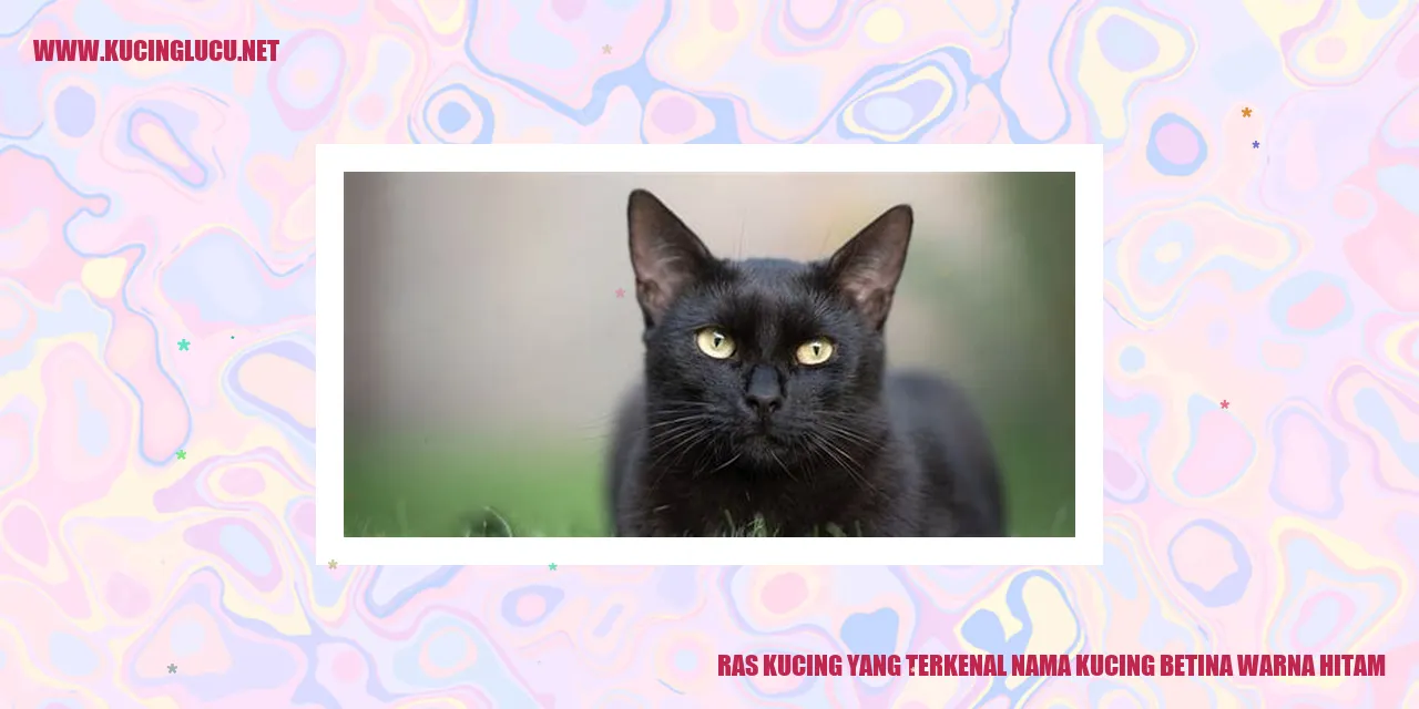 Kucing Betina Berkulit Hitam