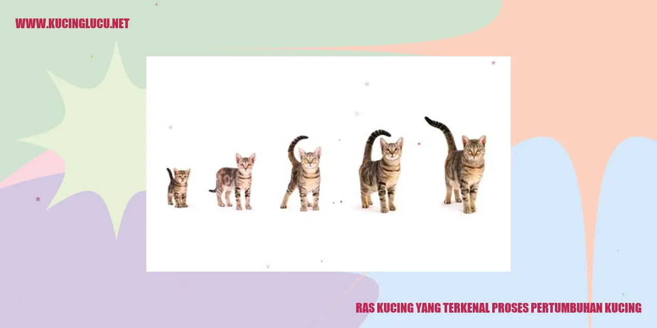 Ras Kucing yang Terkenal proses pertumbuhan kucing