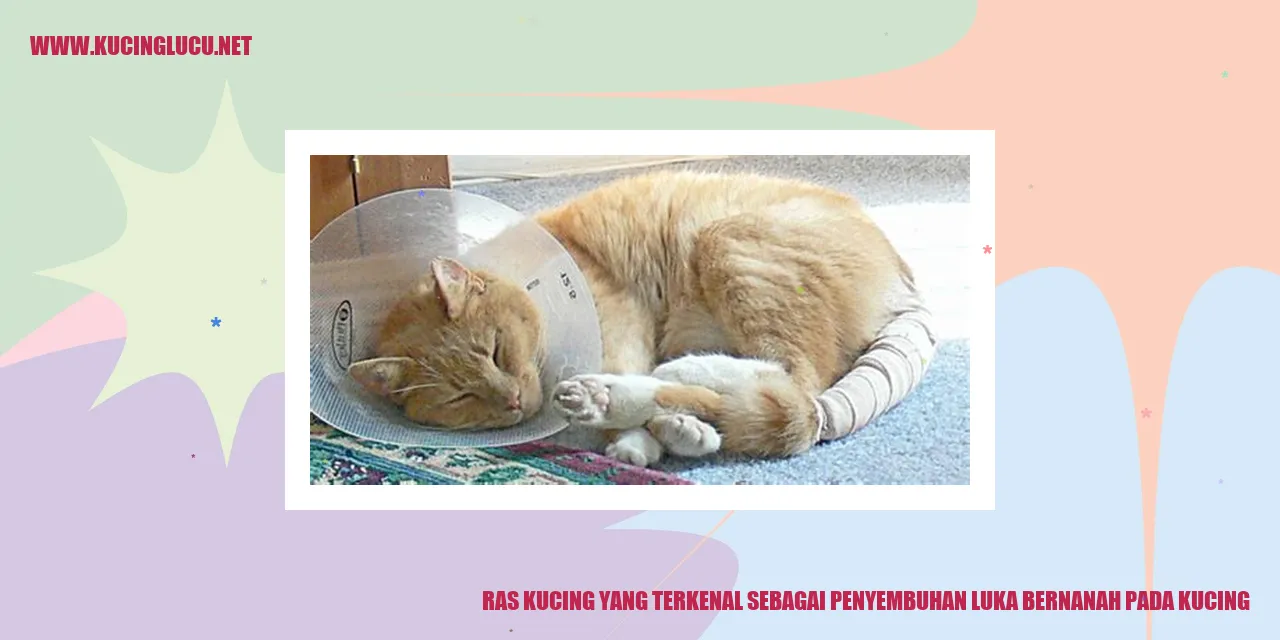 Ras Kucing yang Terkenal Sebagai Penyembuhan Luka Bernanah pada Kucing