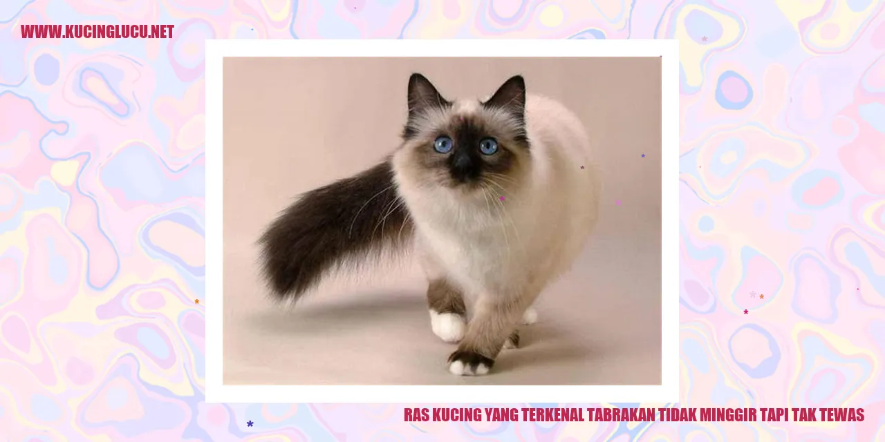 Ras Kucing yang Terkenal Tabrakan Tidak Minggir tapi Tak Tewas