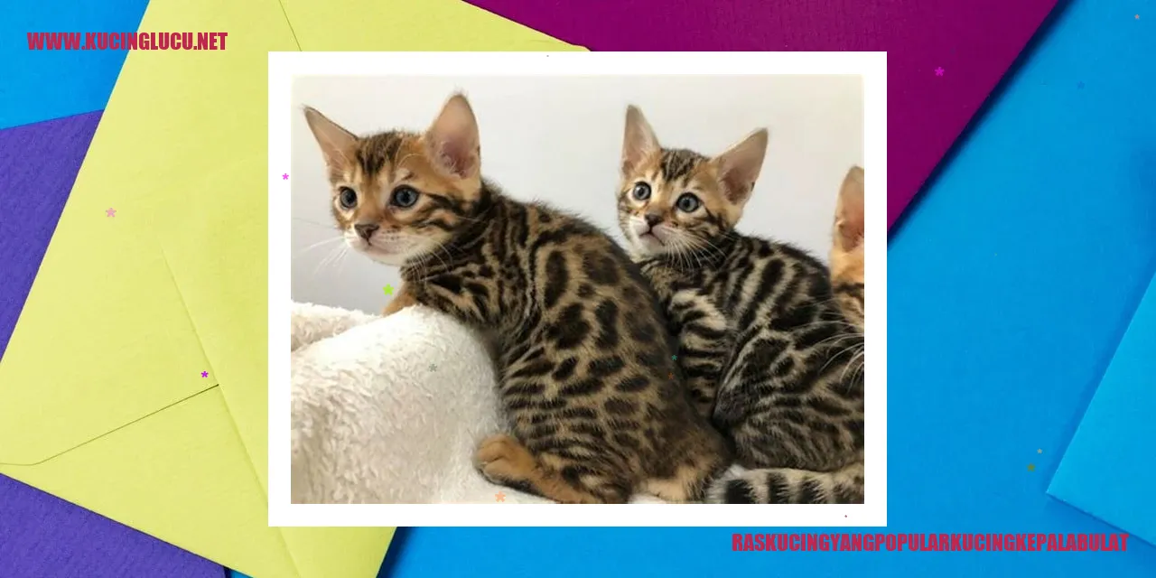 Ras Kucing yang Populer: Kucing Kepala Bulat