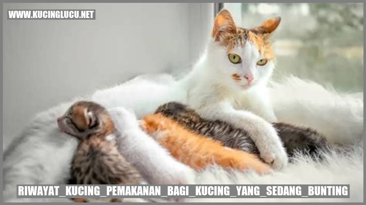 Kucing hamil