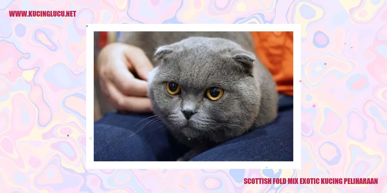 Kucing Scottish Fold Mix Exotic