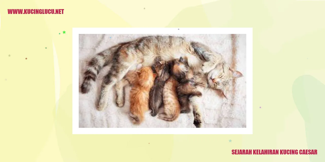 Ilustrasi Kelahiran Caesar pada Kucing