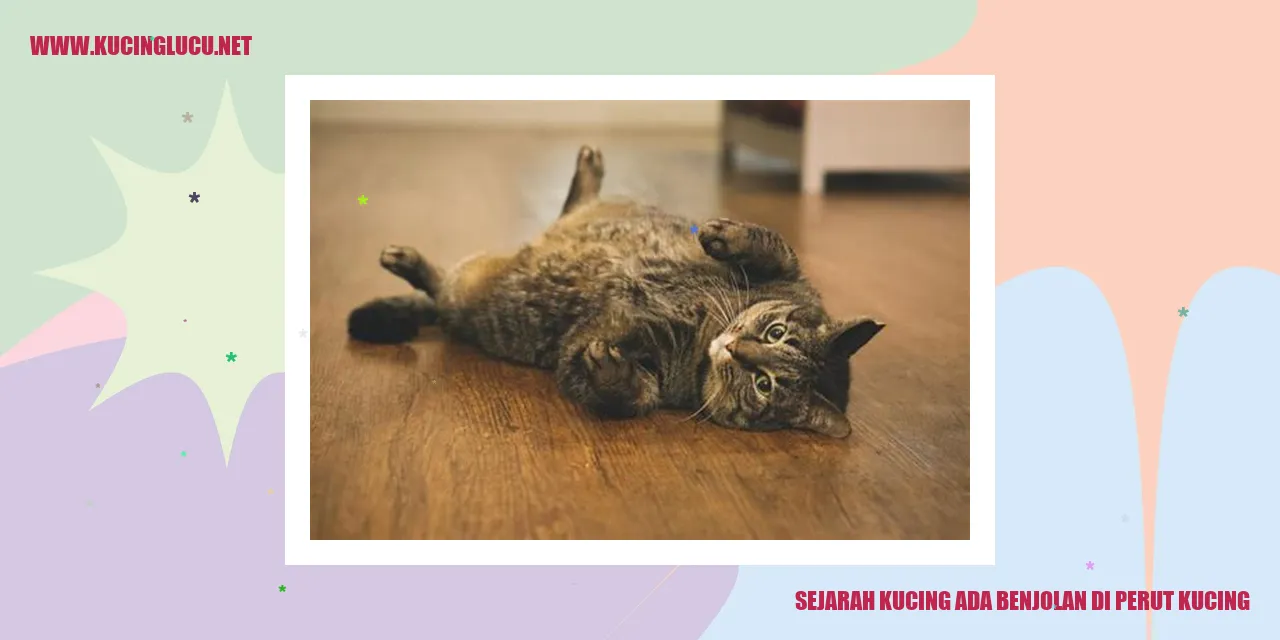 Gambar Kucing dengan Benjolan di Perutnya