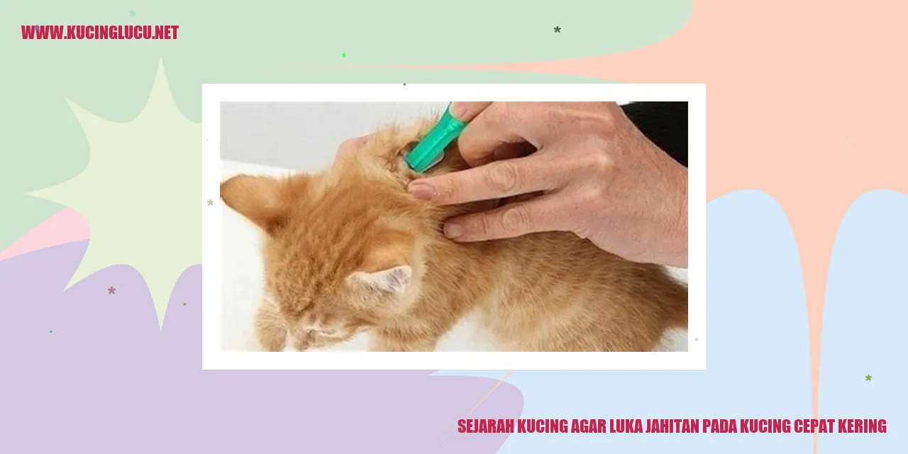 Sejarah Kucing agar luka jahitan pada kucing cepat kering