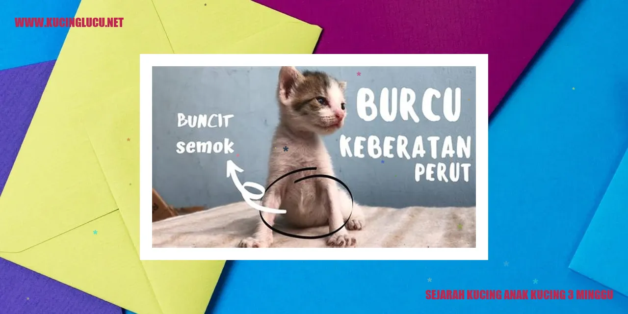 Gambar Kucing Anak Kucing 3 Minggu