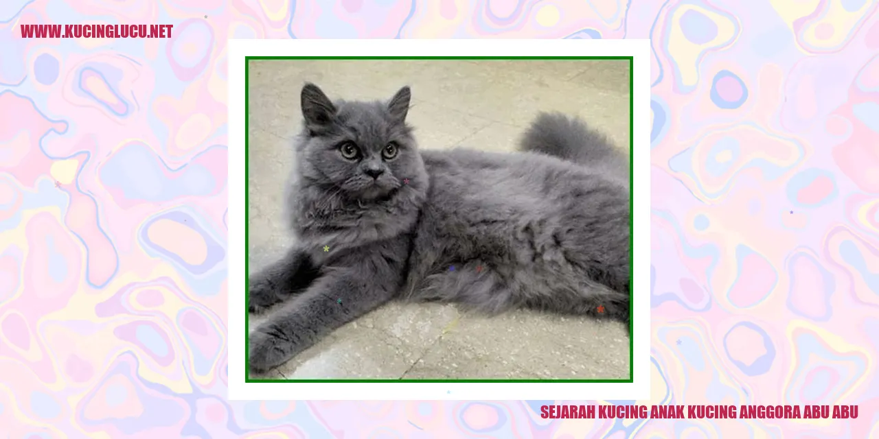 Anak Kucing Anggora Abu-Abu