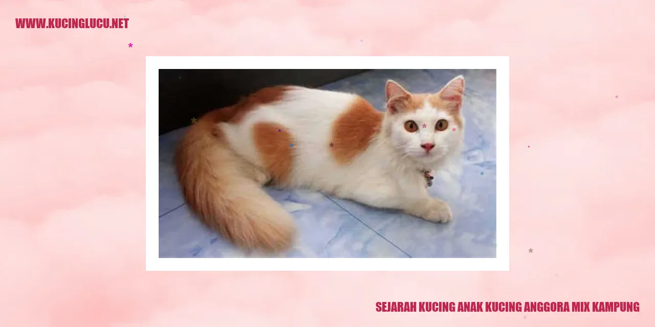 Kucing Anak Kucing Anggora Mix Kampung