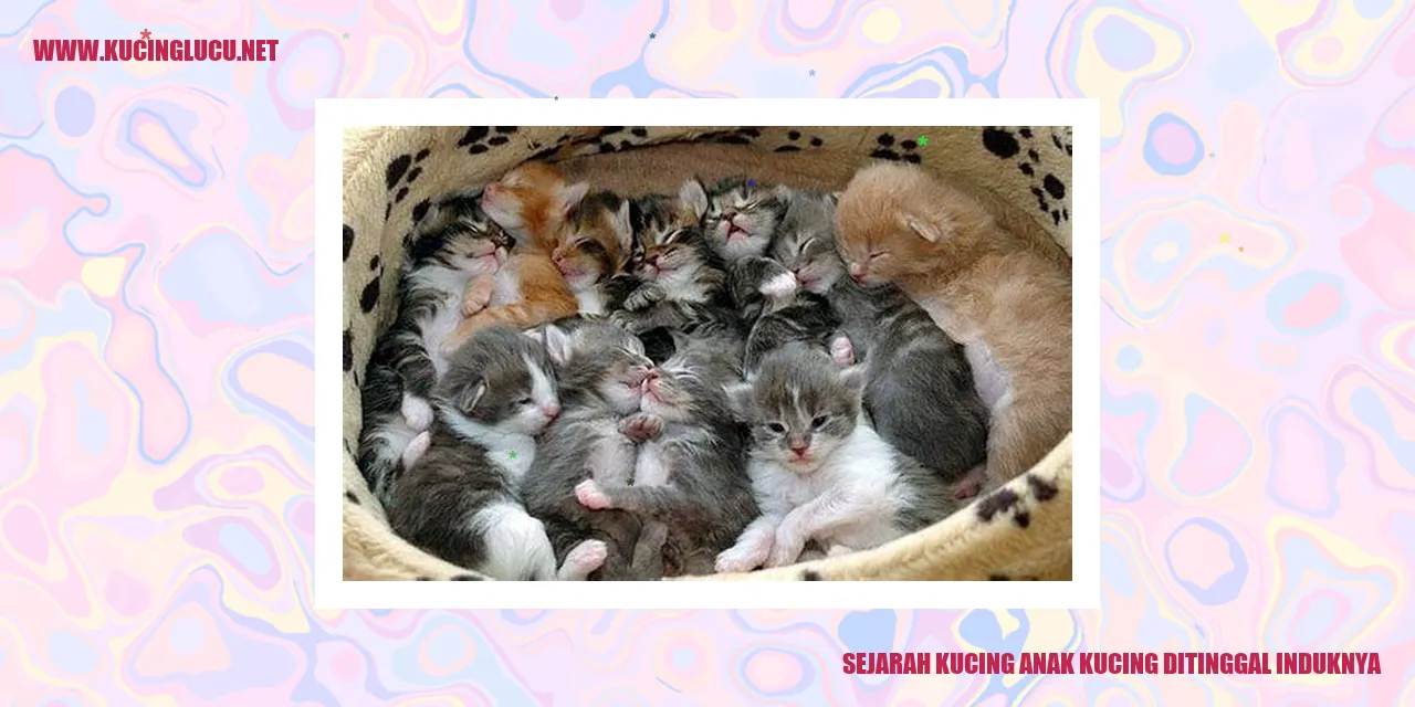 Kehidupan Anak Kucing Yang Tersisih