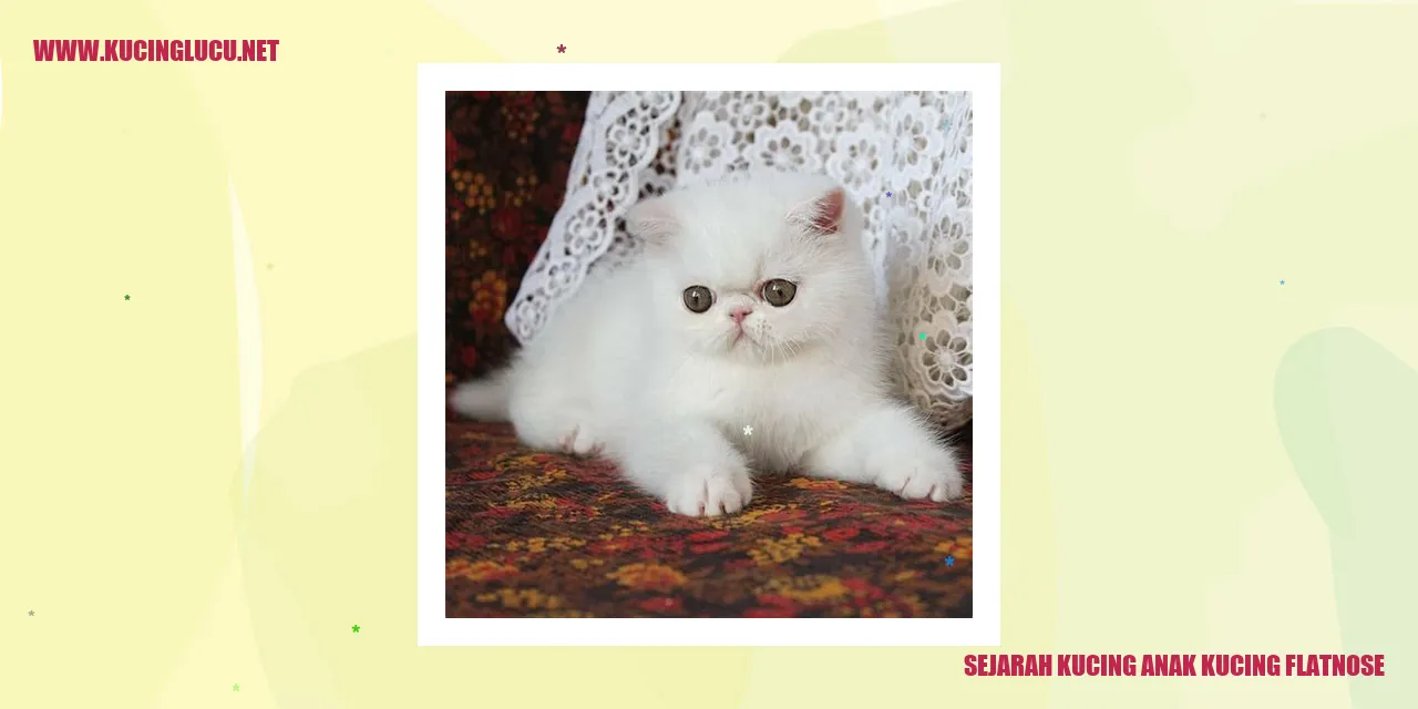 Gambar Kucing Anak Kucing Flatnose