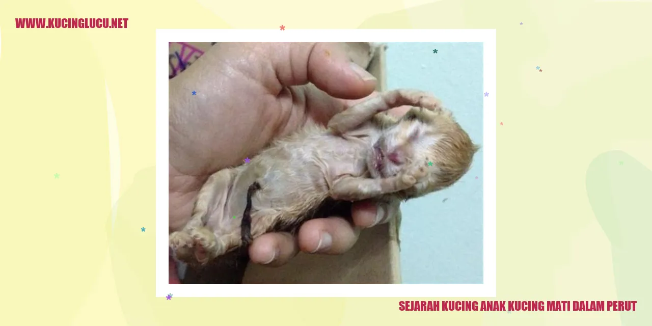 Kucing Anak Kucing Meninggal dalam Rahim