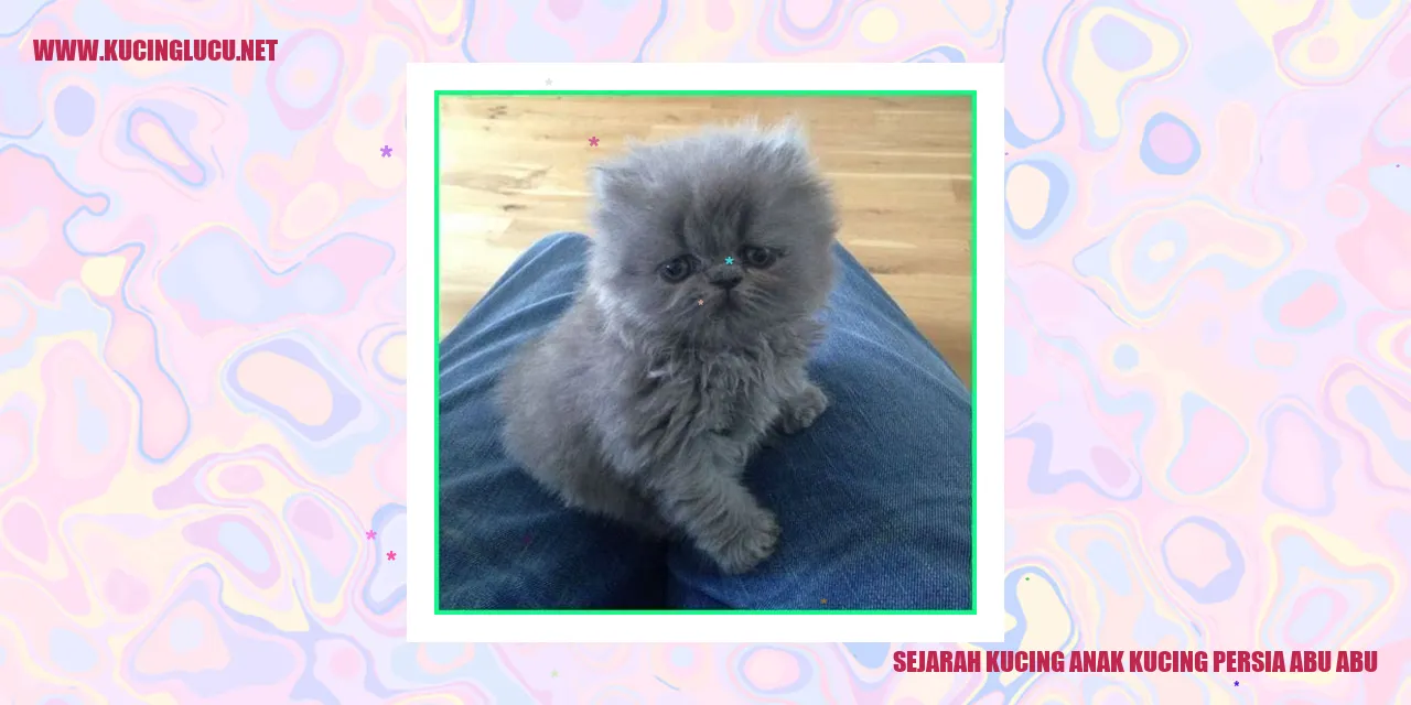 Anak Kucing Persia Abu-Abu