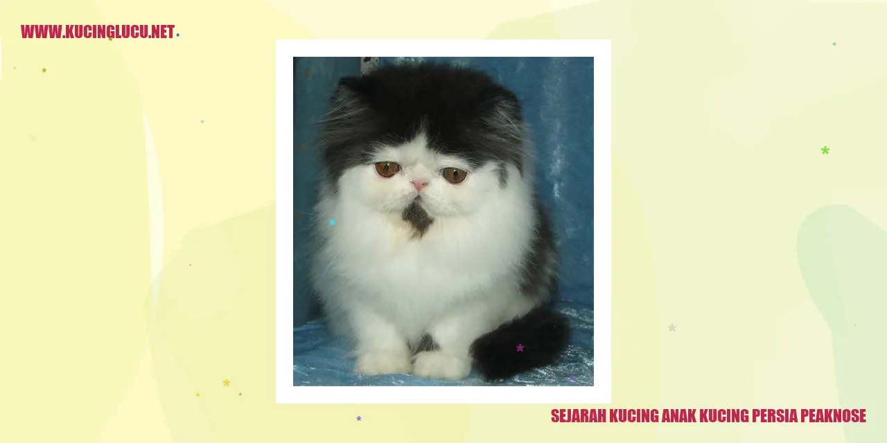 Gambar Kucing Persia Peaknose