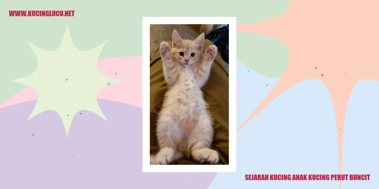 Gambar kucing anak kucing perut membuncit