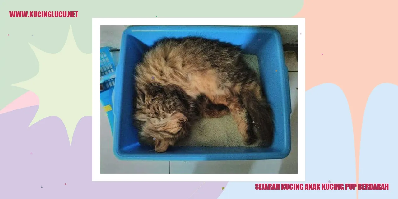 Gambar Kucing Anak Kucing Pup Berdarah