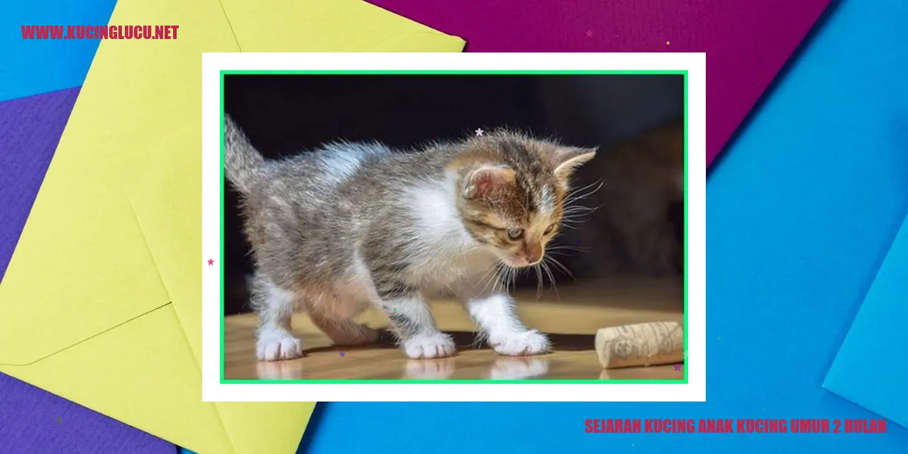 Gambar Sejarah Kucing Anak Kucing Umur 2 Bulan