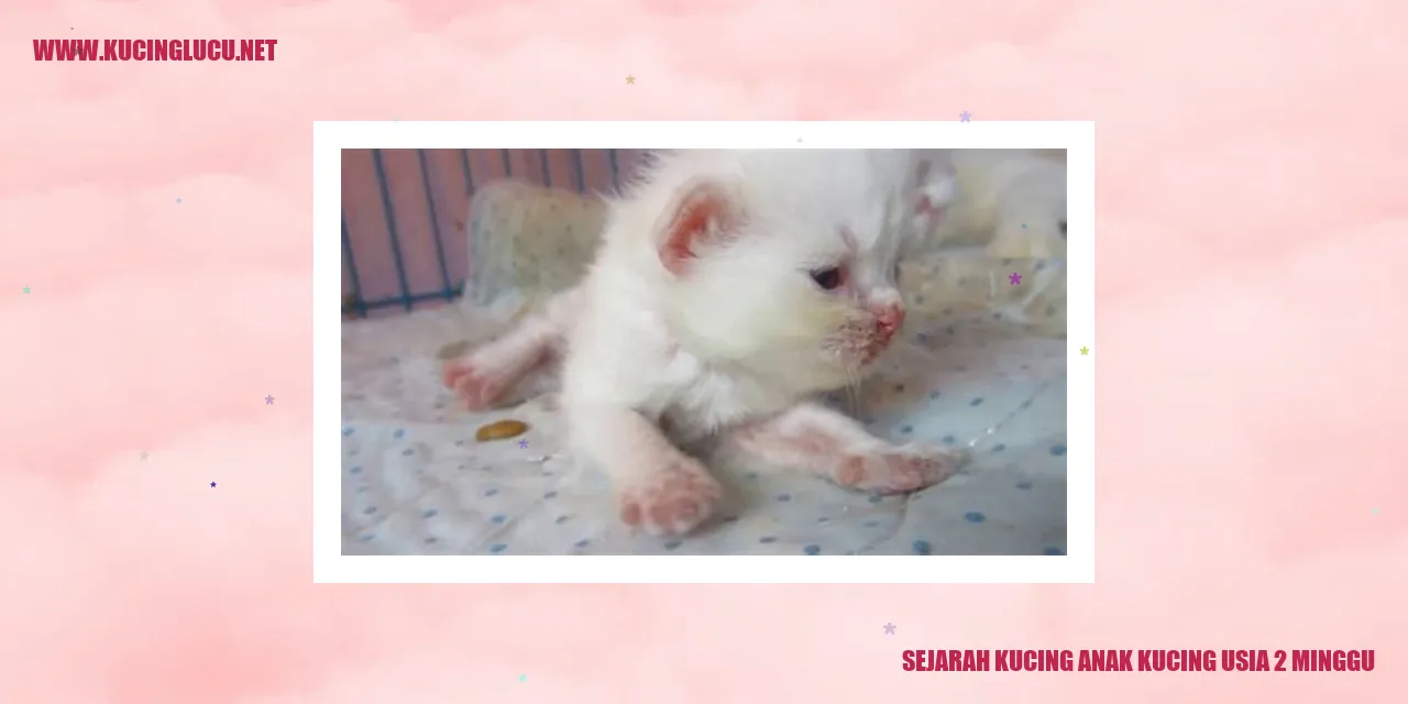 Sejarah Kucing Anak Kucing Usia 2 Minggu