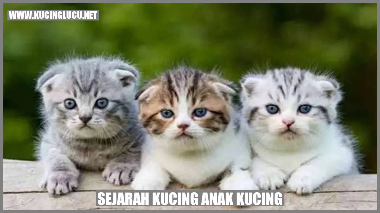 Gambar Sejarah Kucing Anak Kucing