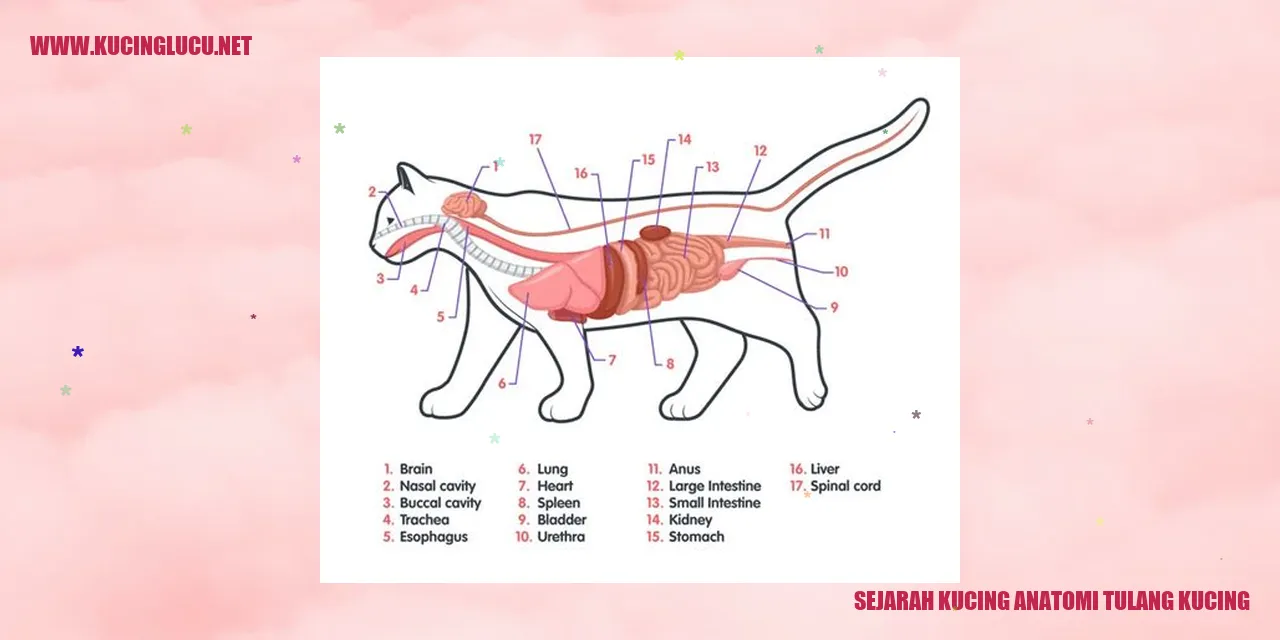 Sejarah Kucing dan Anatomi Tulang Kucing