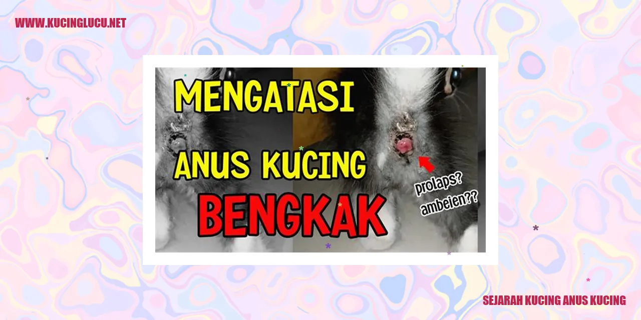 Gambar Kucing Anus Kucing